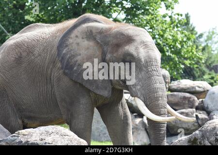 Elefante africano nello Zoo Granby, Granby, Canada Foto Stock