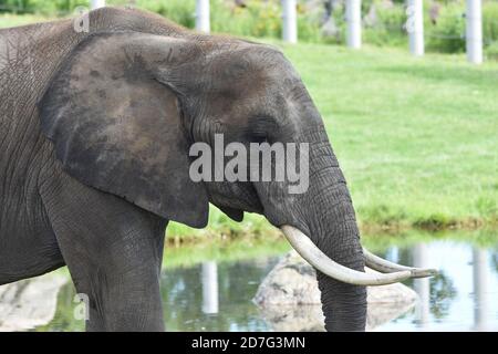 Elefante africano nello Zoo Granby, Granby, Canada Foto Stock