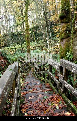 Una passeggiata attraverso gli alberi sul Millennium Trail nel Parco Provinciale delle Cascate Elk vicino al Fiume Campbell, all'Isola di Vancouver, British Columbia Foto Stock