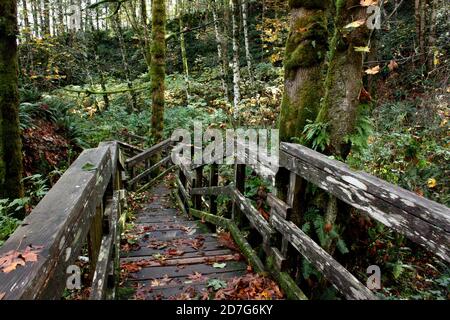 Una passeggiata attraverso gli alberi sul Millennium Trail nel Parco Provinciale delle Cascate Elk vicino al Fiume Campbell, all'Isola di Vancouver, British Columbia Foto Stock