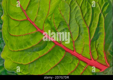 Swiss Chard 'Beta vulgaris', sotto la foglia, California. Foto Stock