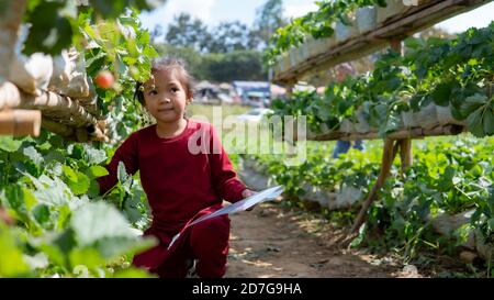 Asia capretto nel campo della fragola Foto Stock