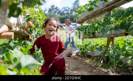 Asia capretto nel campo della fragola Foto Stock