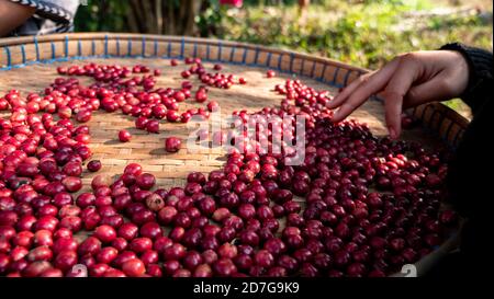 Coltivatore che raccoglie il caffè nella pianta Foto Stock