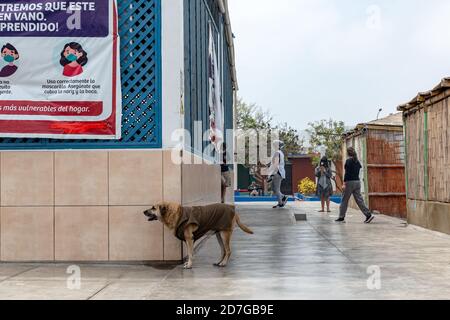 Scene di vita quotidiana di strada della nuova normalità, persone che lavorano e indossano maschere a Lima, Perú. Cane che indossa abiti. Foto Stock