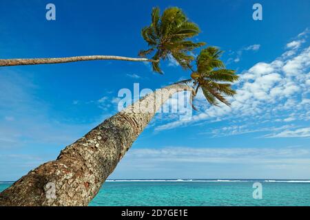 Due palme da cocco e l'Oceano Pacifico, Rarotonga, Isole Cook, Sud Pacifico Foto Stock