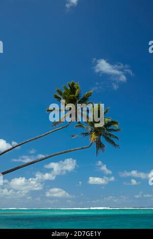 Due palme da cocco e l'Oceano Pacifico, Rarotonga, Isole Cook, Sud Pacifico Foto Stock