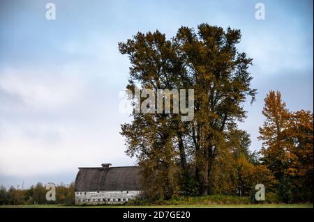 Vecchio fienile di legno al Nisqually National Wildlife Refuge Foto Stock