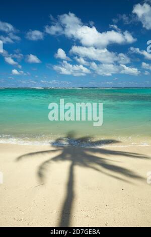 Palme da cocco sulla spiaggia e l'Oceano Pacifico, Rarotonga, Isole Cook, Sud Pacifico Foto Stock