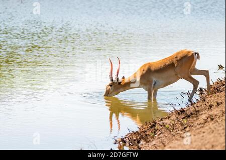 Saiga in un luogo di irrigazione beve acqua durante il caldo forte e la siccità. Foto Stock