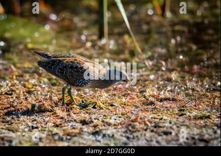 Primo piano di una torta macchiata o Porzana porzana in una fauna selvatica Foto Stock