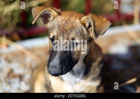 Foto di un simpatico ritratto di cucciolo illuminato dal sole Foto Stock