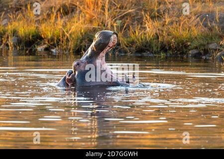 Hippo apre le sue enormi ganasce. Ippopotamo Hippopotamus anfibio, con bocca aperta che mostra il crepuscolo. Habitat naturale Parco Nazionale di Pilanesberg, Sud Foto Stock