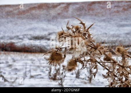 Terribile cardi irto di spine, il simbolo della cavalleria. Inverno secco piante close up Foto Stock