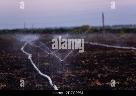 Sistema di irrigazione autonomo per terreni e colture nei campi. Tubi con acqua si trovano sul suolo nero, annaffiando i giovani pianta esce attraverso il Foto Stock