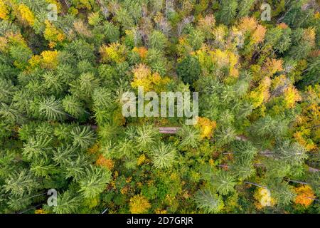 Vista aerea di una strada di ghiaia in una valle remota vicino a Velika Planina, circondata da una foresta dai colori autunnali, Slovenia Foto Stock