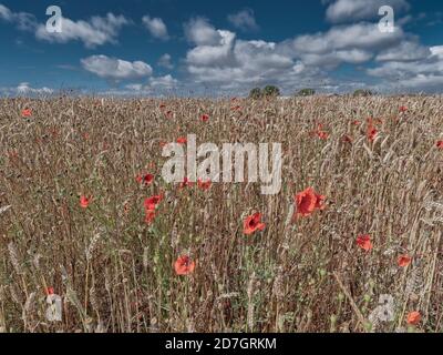 Papaveri in un campo su Funen in Danimarca Foto Stock