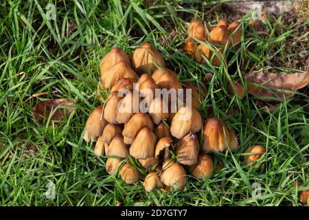 Vista dall'alto dei funghi di baccalini in erba, chiamati anche micaceo di Coprinellus o glimmertintling Foto Stock