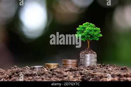 Albero che cresce su monete accatastate contro sfondo verde offuscato e luce naturale con la crescita economica e idee di investimento. Foto Stock