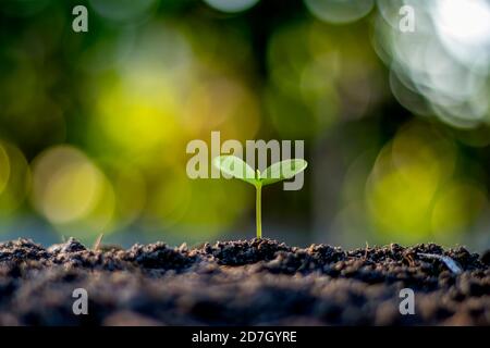 Piccoli alberi con foglie verdi, crescita naturale e luce solare, il concetto di agricoltura e crescita sostenibile delle piante. Foto Stock