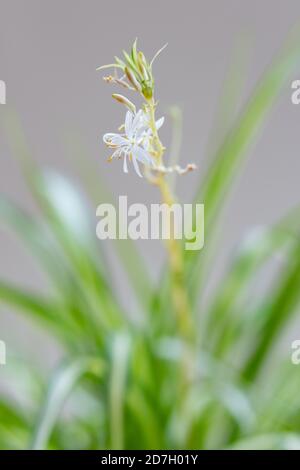 Chlorophytum comosum o pianta di ragno in fiore - primo piano del piccolo fiore bianco alla fine del lungo arco stelo Foto Stock