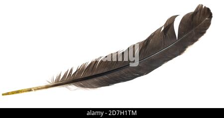 Piume di uccelli naturali isolate su sfondo bianco, piume di piccione, oca e pollo Foto Stock