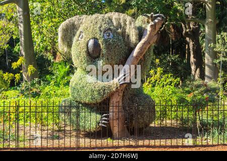 Una scultura di koala fatta di piante nel Royal Botanic Garden, Sydney, Australia Foto Stock