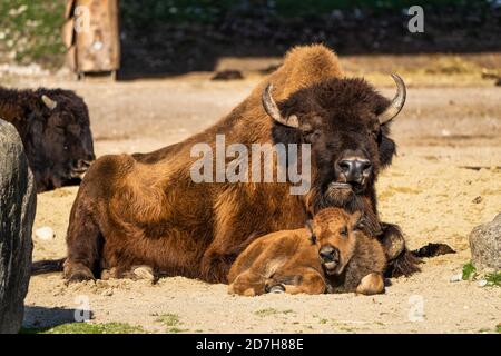 I bisonti americani o semplicemente bison, anche comunemente noto come il bufalo americano o semplicemente di Buffalo, è un North American specie di bisonti che una volta in roaming Foto Stock