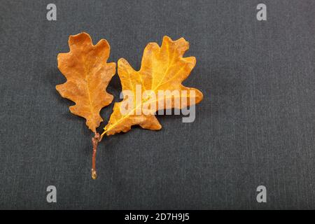 Foglie di acero di quercia su sfondo nero. Foto Stock