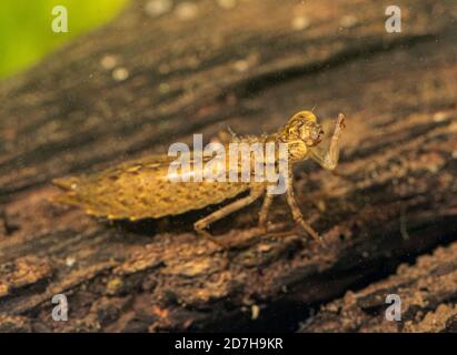 Aeshna (Aeshna spec.), larva coutt daphnia con la sua maschera labiale, Germania Foto Stock