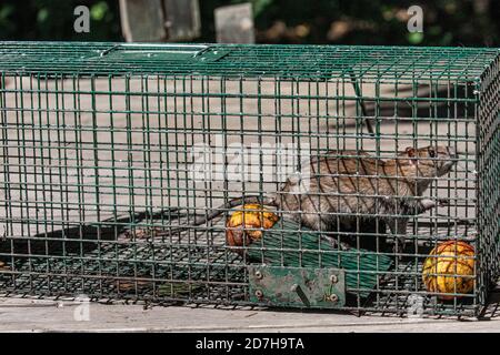 Ratto bruno, ratto bruno comune, ratto norvegese, ratto comune (Rattus norvegicus), catturato in una trappola viva, Germania, Baviera Foto Stock