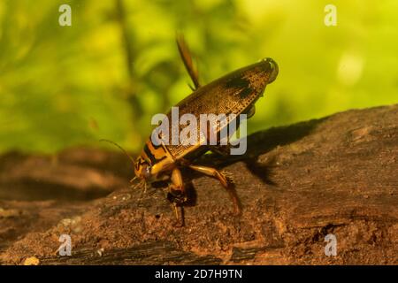 Stagno Beetle, comune stagno Beetle (Acilius sulcatus), maschio su legno morto, Germania Foto Stock