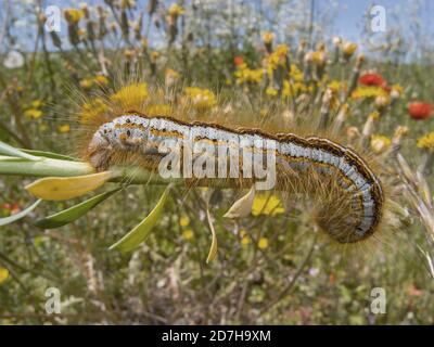 Falena lackey macinata (Malacosoma castrensis, Malacosoma castrense), su stelo, vista laterale, Germania Foto Stock
