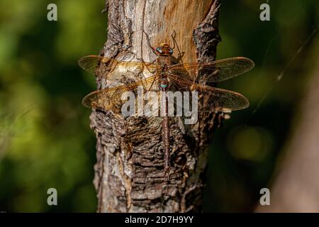 Aeshna marrone, falco bruno, grande libellula (Aeshna grandis), maschio, Germania, Baviera Foto Stock
