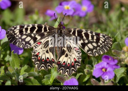 Il festone meridionale (Zerynthia polyxena), siede su fiori Foto Stock