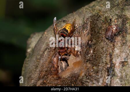 corno, corno bruno, corno europeo (Vespa crabro), su una ferita di un albero di mela, Germania, Baviera Foto Stock