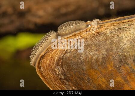 Musella del pittore (Unio pictorum, Pollicepes pictorum), sifone visibile, Germania Foto Stock