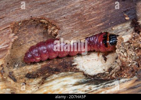 Capra Moth (Cossus cossus), caterpillar mangiare legno, vista laterale, Germania Foto Stock