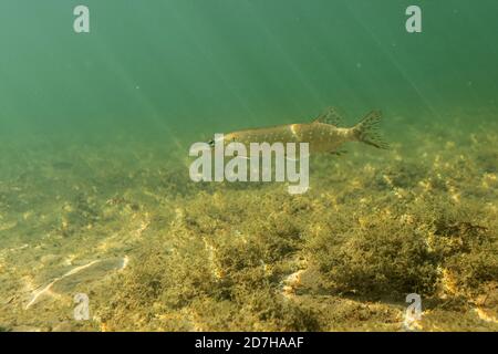 pike, Pike settentrionale (Esox lucius), in acque cristalline aperte, Germania, Baviera, Lago di Chiemsee Foto Stock