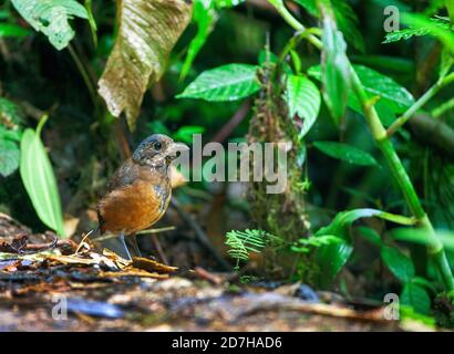 Antpitta moustached (Grallaria alleni), perching su terreno forestale, vista laterale, Ecuador, Mindo, Paz de las Aves Bird Refuge Foto Stock