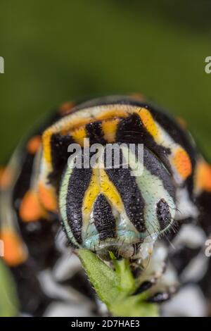 Coda di rondine (Papilio machaon), alimentazione caterpillar, macro shot, Germania Foto Stock