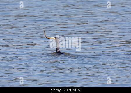 Grande cormorano (Phalacrocorax carbo), guazzling un anguilla con catched, Germania, Baviera Foto Stock