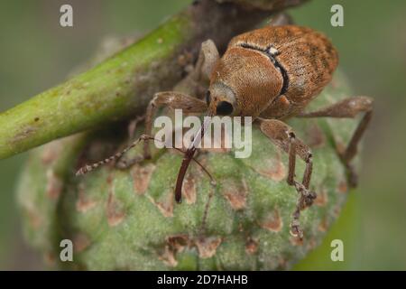 Weivil (Curculio venosus), siede su un'acorn, la Germania Foto Stock