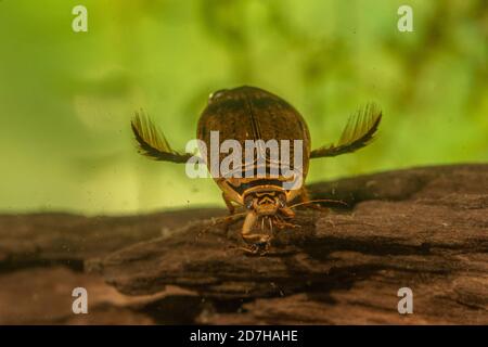 Stagno Beetle, comune stagno Beetle (Acilius sulcatus), maschio su legno morto, Germania Foto Stock