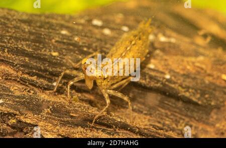 Aeshna (Aeshna spec.), larva, probabilmente di un falco meridionale, fissando la daphnia con la sua maschera labiale, Germania Foto Stock