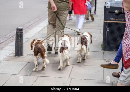Un uomo che conduce su un guinzaglio di tre cani che camminano lungo il marciapiede Foto Stock