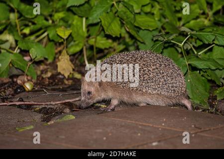 Riccio occidentale, riccio europeo (Erinaceus europaeus), passeggiate in autunno su una terrazza giardino e foraggio, vista laterale, Germania, Baviera Foto Stock