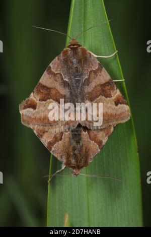 burnet compagno (Ectypa glyphica, Euclidia glyphica), che si accoppia ad una lama d'erba, vista dorsale, Germania Foto Stock