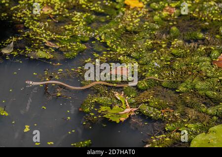 Serpente d'erba (Natrix natrix), nuotando sopra lo stagno con la popolazione densa di vermoni, Germania, Baviera Foto Stock