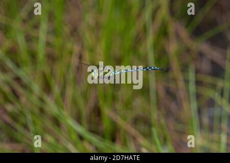 Darner blu-verde, aeshna meridionale, falco meridionale (Aeshna cyanea), maschio in volo, Germania, Baviera Foto Stock